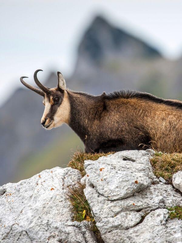 Chamois sitting on rock