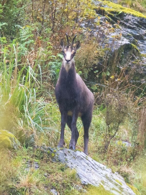 Chamois standing in bushes