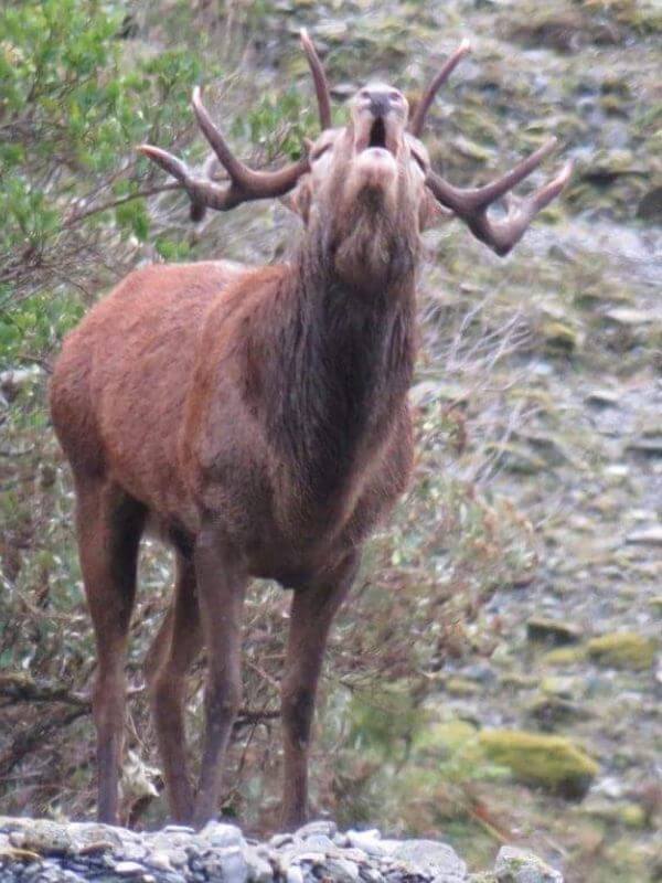 Red Deer Roaring