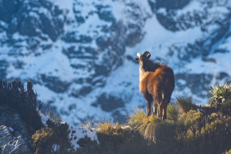 Tahr standing looking at camera with snowy mountains in background